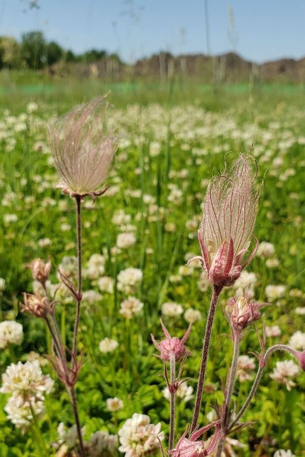 Prairie Smoke